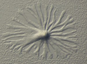 Dictyostelium discoideum - Slime Mold - Image credit Freien Universität Berlin